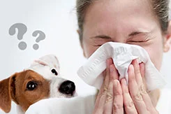 Аллергия на животных